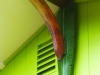 roof support--Cuban Red banana