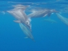 Swim with dolphins at Kehena Beach
